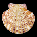 To Conchology (Annachlamys striatula SPECIAL COLOR)