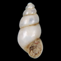 To Conchology (Plesiella guipuzcoa)