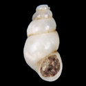 To Conchology (Plesiella guipuzcoa)