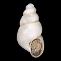 To Conchology (Plesiella guipuzcoa)