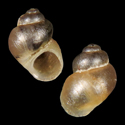 To Conchology (Pseudamnicola lucensis)