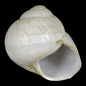 To Conchology (Helix philibinensis ALBINO)