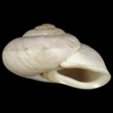 To Conchology (Codringtonia parnassia ALBINISTIC)