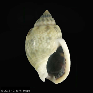 Nassarius graphiterus