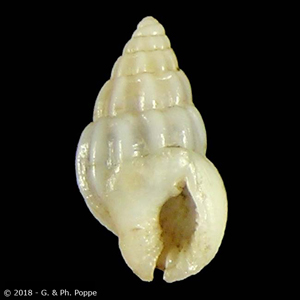 Nassarius gerstenbrandti