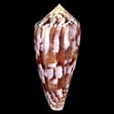 To Conchology (Afonsoconus kinoshitai SPECIAL COLOR)