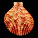 To Conchology (Anguipecten superbus)