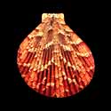 To Conchology (Anguipecten superbus)