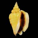 To Conchology (Dolomena pulchella YELLOW)