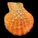 To Conchology (Semipallium dringi ORANGE)