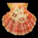 To Conchology (Mirapecten rastellum RED)