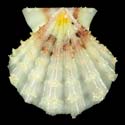 To Conchology (Mirapecten rastellum SPECIAL COLOR)