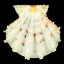 To Conchology (Mirapecten rastellum WHITE)