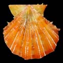 To Conchology (Mirapecten rastellum ORANGE)