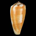 To Conchology (Pionoconus magus)