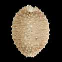 To Conchology (Nucleolaria cassiaui)