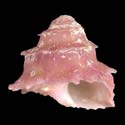 To Conchology (Astralium provisorium PINK)