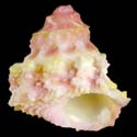 To Conchology (Astralium provisorium PINK)