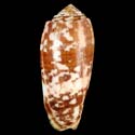 To Conchology (Pionoconus striatus striatus BROWN)