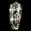 To Conchology (Pionoconus striatus striatus)