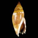 To Conchology (Tridentarius dentatus)