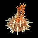 To Conchology (Spondylus foliaceus)