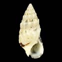 To Conchology (Cerithium atromarginatum)