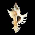 To Conchology (Chicoreus banksii WHITE)