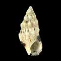 To Conchology (Cerithium atromarginatum)