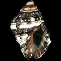 To Conchology (Semiricinula squamosa)