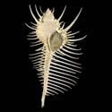 To Conchology (Murex pecten FREAK)