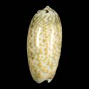 To Conchology (Oliva tricolor)