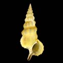 To Conchology (Cerithium citrinum YELLOW)