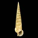 To Conchology (Cerithium matukense)