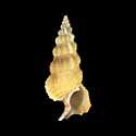 To Conchology (Cerithium citrinum)