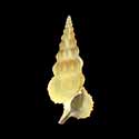 To Conchology (Cerithium citrinum YELLOW)