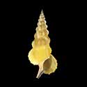 To Conchology (Cerithium citrinum YELLOW)