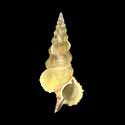 To Conchology (Cerithium citrinum)