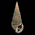 To Conchology (Cerithium coralium)