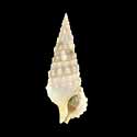 To Conchology (Cerithium lissum)