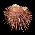 To Conchology (Spondylus visayensis BROWN)