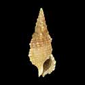 To Conchology (Cerithium lissum)