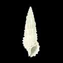 To Conchology (Cerithium scobiniforme)