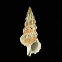 To Conchology (Cerithium columna RED)