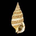 To Conchology (Cerithium zonatum)