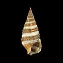 To Conchology (Cerithium zonatum)