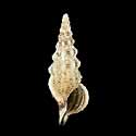 To Conchology (Cerithium rostratum)