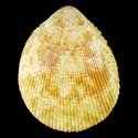 To Conchology (Acrosterigma maculosum YELLOW)