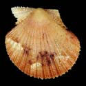 To Conchology (Cryptopecten nux BROWN)