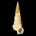 To Conchology (Cerithium ophioderma)